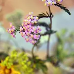 Ξενοδοχείο Diana 3*
